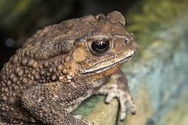 Where Does DMT Come From in Toads? Unlocking Nature’s Mystical Molecule